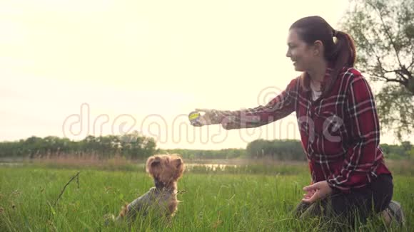 日落时分女孩和一只狗在大自然中玩耍狗约克郡猎犬在大自然中用慢动作接球视频的预览图