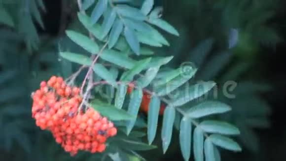 树上的新鲜罗旺浆果沃格尔比伦视频的预览图