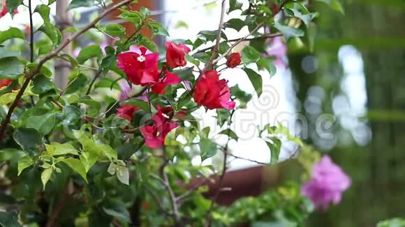 在亚洲公园的户外一朵鲜艳的红色和丁香花的特写印度尼西亚巴厘美丽多彩的背景视频的预览图