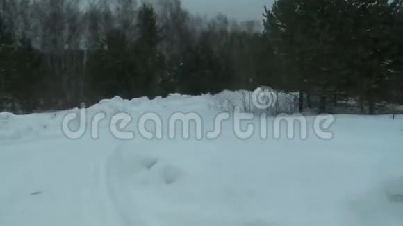 寒冷的冬季森林景色视频的预览图