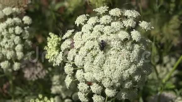 各种昆虫和苍蝇在开花植物开花4K视频的预览图
