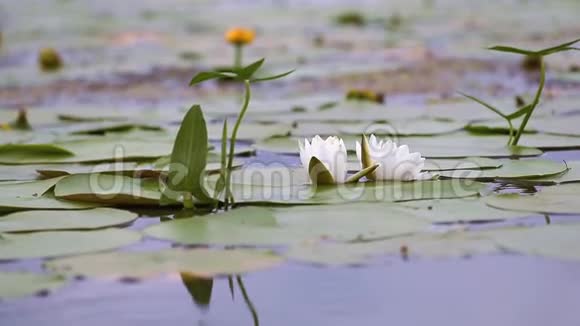 池塘里的白睡莲若虫阿尔巴美丽的白色睡莲和热带气候睡莲背景视频的预览图