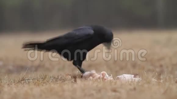 乌鸦Corvuscorax吃腐肉视频的预览图