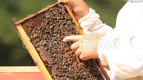 养蜂人检查框架视频的预览图