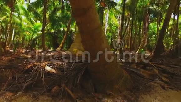 热带雨林野外棕榈树的树干视频的预览图