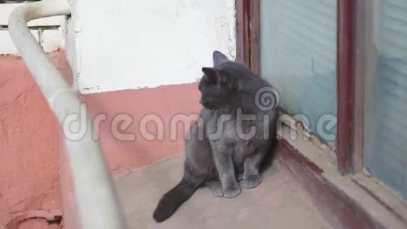 窗台上的小灰猫街上孤独可爱的宠物视频的预览图