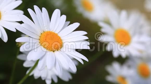 大雏菊的大镜头花的背景视频的预览图
