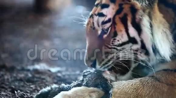 东北虎在吃东西视频的预览图