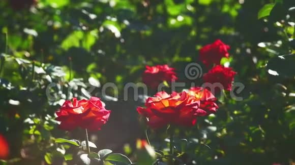 夕阳花园里的许多玫瑰充满了阳光视频的预览图