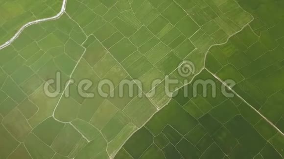 稻田从上面的飞行无人机鸟瞰亚洲村绿色水稻种植农业和粮食工业视频的预览图