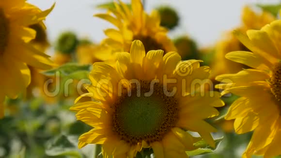 阳光明媚的一天向日葵在微风中摇曳视频的预览图