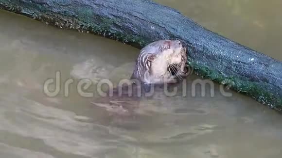 水獭在池塘的一根圆木附近打猎和吃鱼视频的预览图