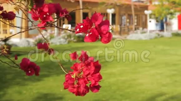 美丽的红花在一个热带花园里盛开视频的预览图