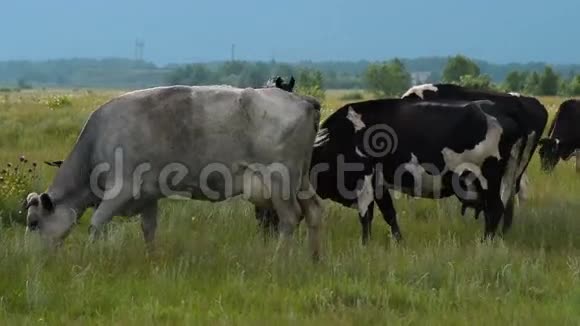 奶牛在草地上视频的预览图