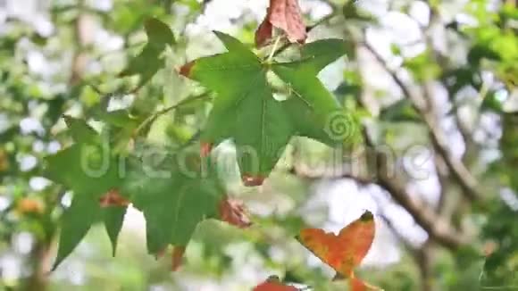 绿叶的枝条在风中移动视频的预览图