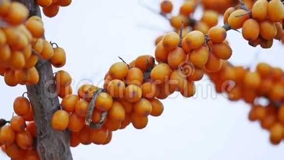 沙棘树枝黄色的天然浆果视频的预览图