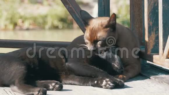 两只猫互相玩耍躺在漂浮的芭堤雅市场的木墩上泰国视频的预览图