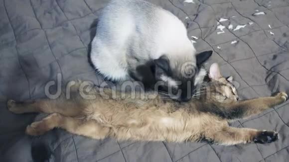 成年猫湄公河短尾巴舔脖子小猫索马里视频的预览图