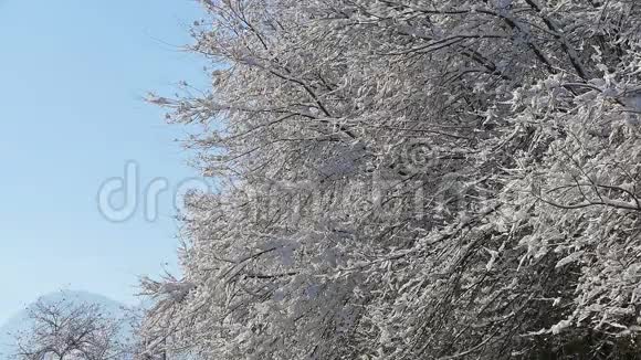 冬季森林雪山蓝天视频的预览图