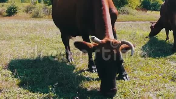 大牛吃草在草地上放牧的其他奶牛的背景附近的景色视频的预览图
