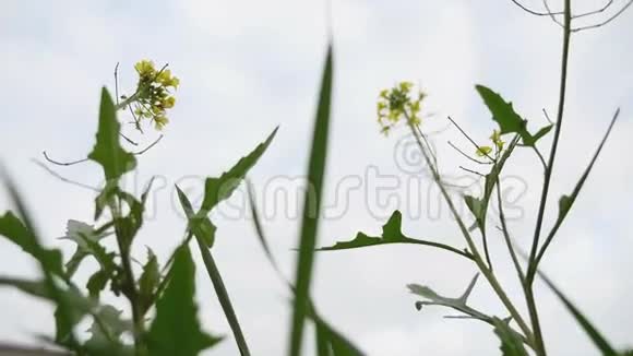 从下面看到黄色花朵的草地映衬着灰色的天空视频的预览图