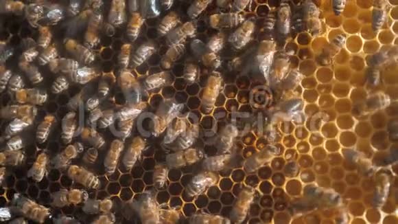 许多蜜蜂蜂房养蜂背景移动工作生活方式在蜂巢中移动蜜蜂概念蜂蜜视频的预览图
