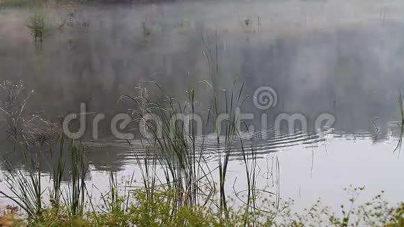美丽的雾蒙蒙的早晨在湖上视频的预览图