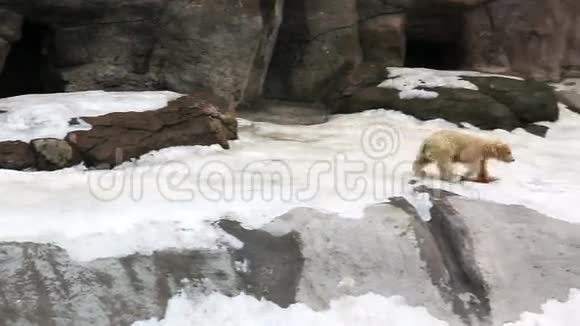 北极熊幼崽奔向母熊视频的预览图
