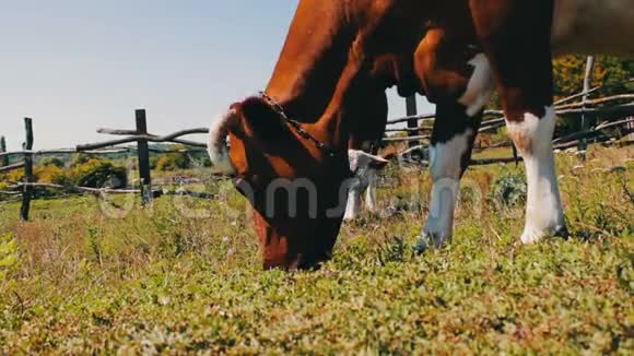 大牛吃草在草地上放牧的其他奶牛的背景附近的景色视频的预览图