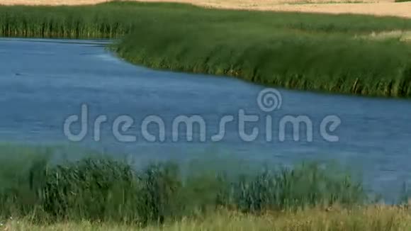 草地池塘视频的预览图