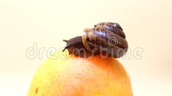 蜗牛吃白底杏子的水果视频的预览图