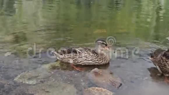 鸭子在水里自己清洗视频的预览图