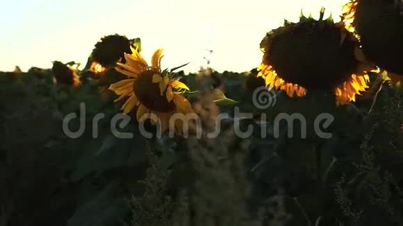 背景夕阳下盛开的向日葵农业视频的预览图