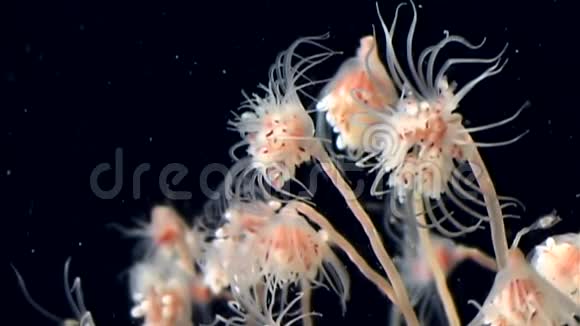 俄罗斯白海海底贝尔水母集落视频的预览图