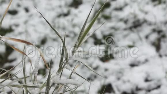 降雪下的绿草视频的预览图