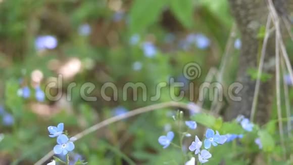 夏天在树林里开蓝色花的草坪视频的预览图