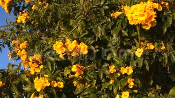 有美丽黄花的树视频的预览图