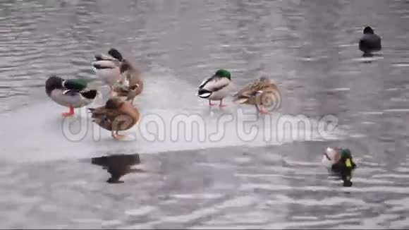 在河上漂浮着蛰伏的鸭子视频的预览图