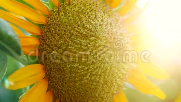 美丽的向日葵场在日落时间和闪亮的太阳与光泽耀斑效应3840x21604k视频的预览图