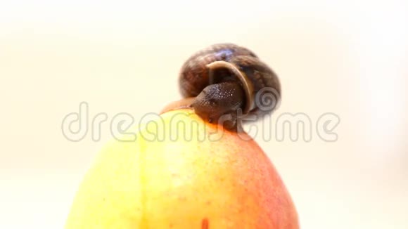 蜗牛吃白底杏子的水果视频的预览图