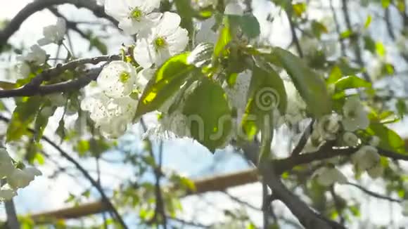 春天阳光明媚的下午开着花的樱桃视频的预览图