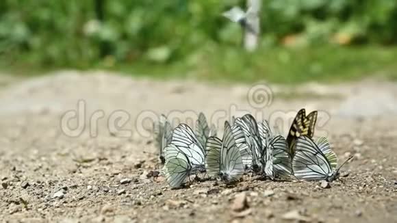 在山区一群有青色翅膀的蝴蝶在地上爬行吸收营养视频的预览图