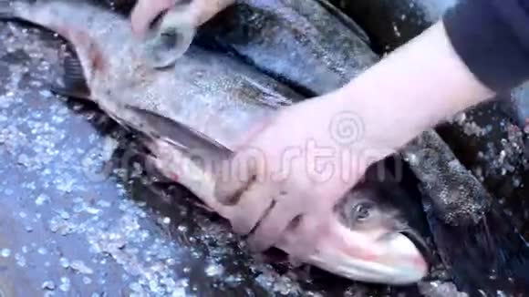 渔夫清洁鱼大银鲤鱼特写视频的预览图
