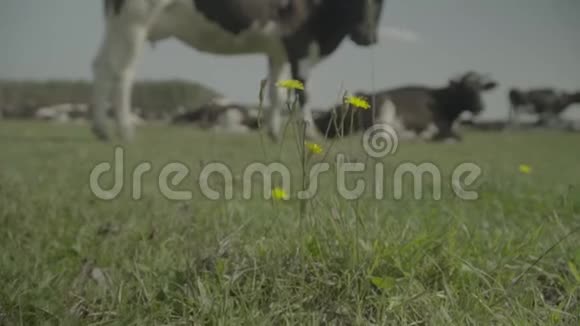 奶牛奶牛在农场的牧场里慢动作视频的预览图
