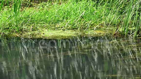 夏天有藻类和蓝色蜻蜓的河流视频的预览图
