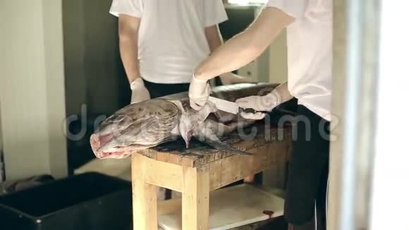 鱼的生产人员脱掉一身大剑鱼的衣服从皮肤上清洁做成鱼片视频的预览图