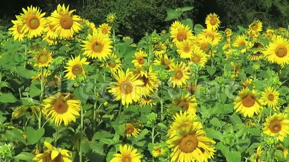 七月盛开的黄色向日葵视频的预览图