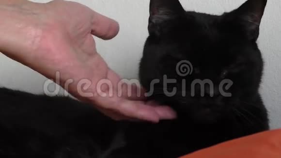 女人的手抚摸黑猫视频的预览图