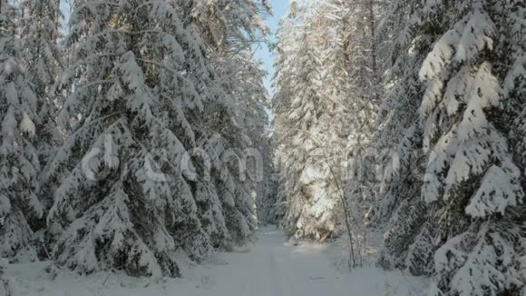 冬季森林中阳光照射路径视频的预览图