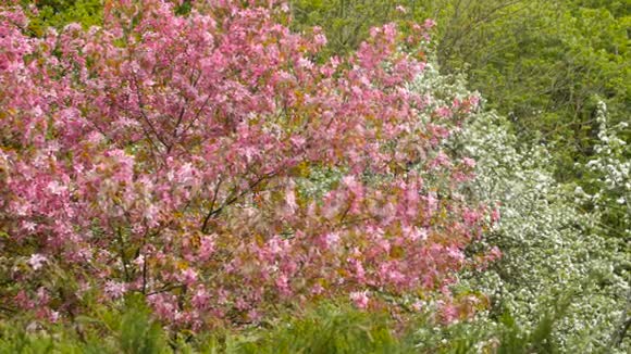 开着粉红色花朵的苹果树背景森林视频的预览图